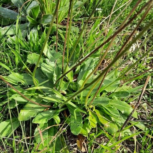 Bellis sylvestris Лист