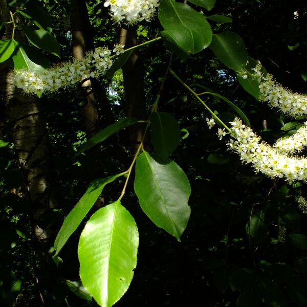 Prunus serotina Flower