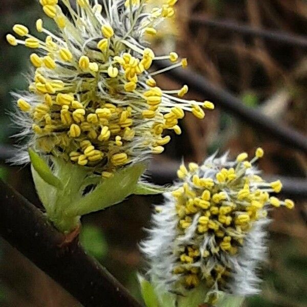 Salix caprea Blomma