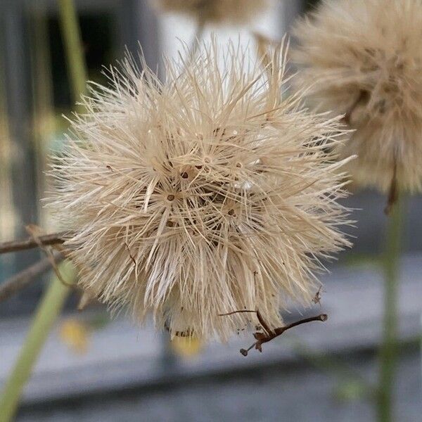 Farfugium japonicum Fruit