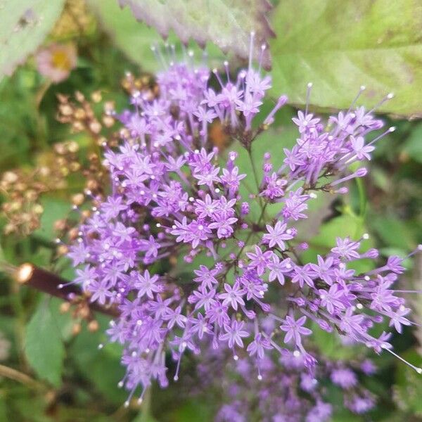 Trachelium caeruleum Flower