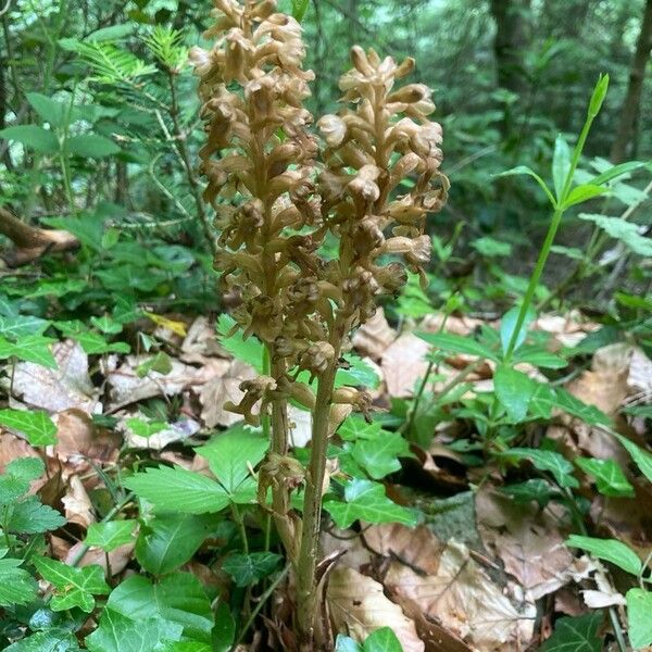 Neottia nidus-avis Habitus