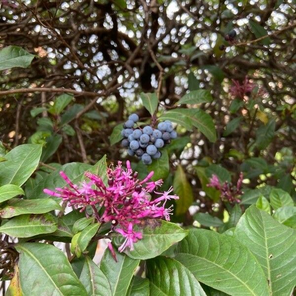 Fuchsia paniculata Blomma