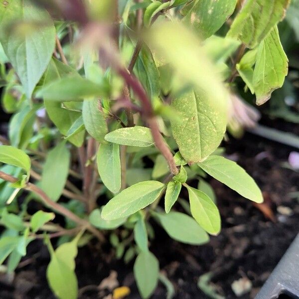 Ocimum basilicum Leaf