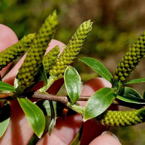 Salix triandra 花