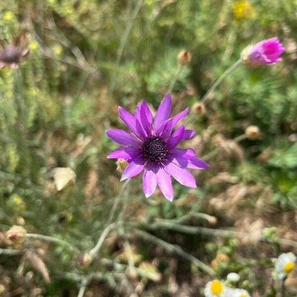 Xeranthemum annuum Cvet