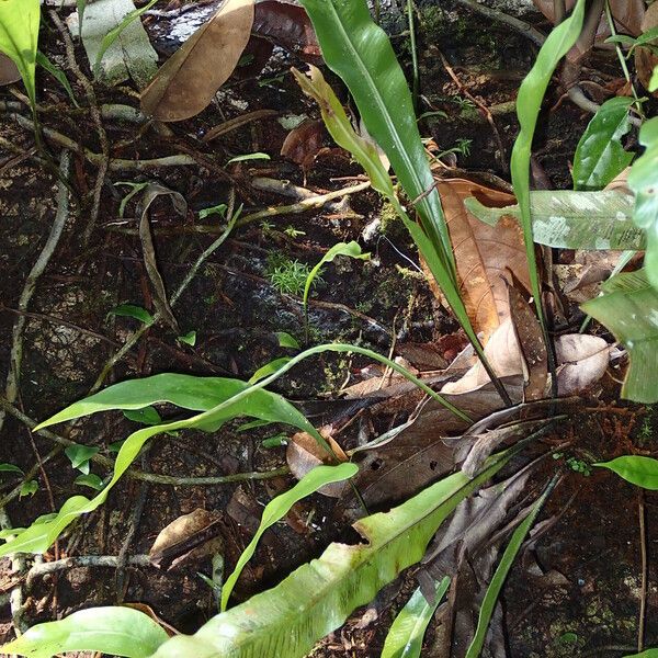 Asplenium africanum Hoja