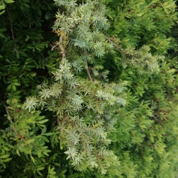 Juniperus macrocarpa Habit