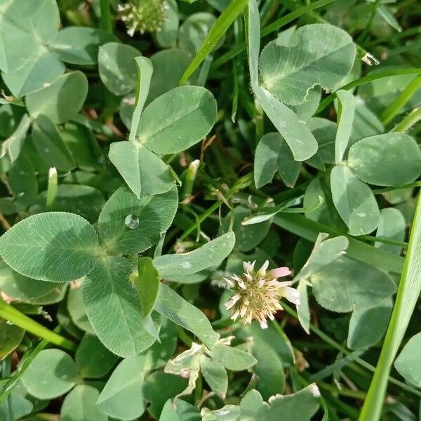Trifolium fragiferum Листок