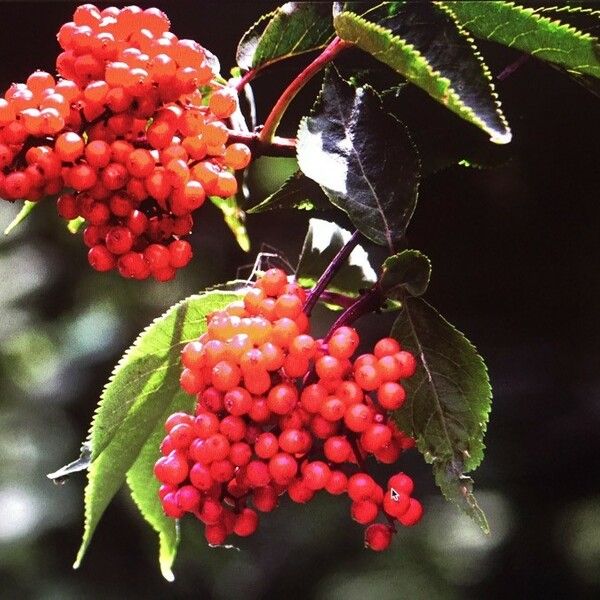 Sambucus racemosa Frutto