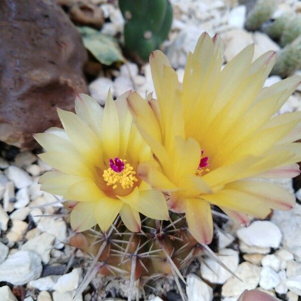 Thelocactus setispinus Облик