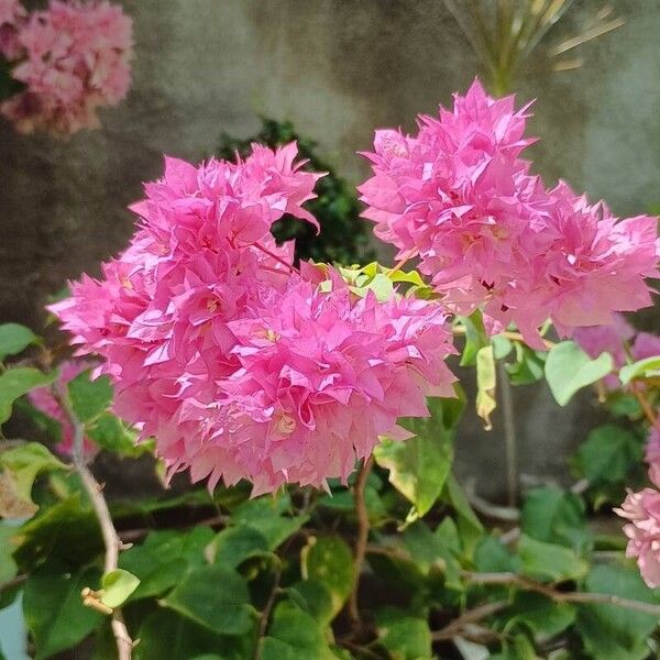 Bougainvillea glabra Blüte