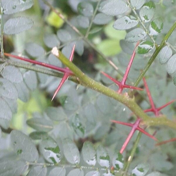 Gleditsia triacanthos Кора