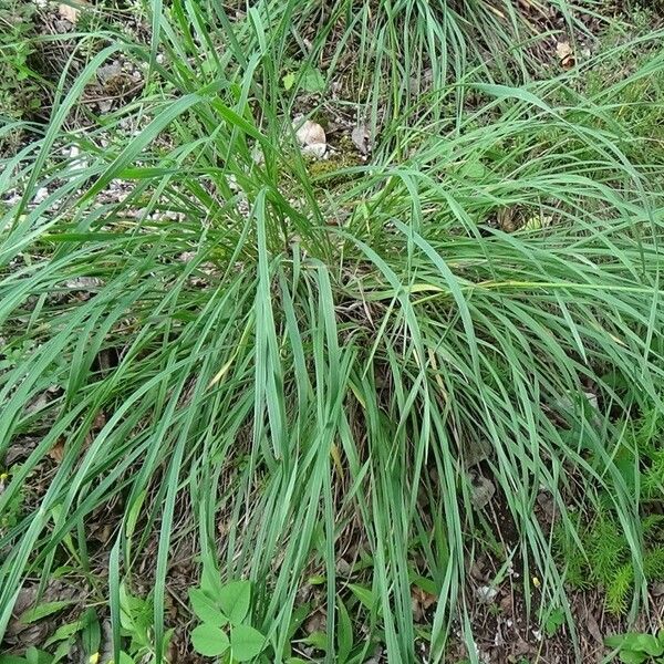 Phleum phleoides Hoja