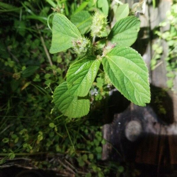 Acalypha alopecuroidea Blatt