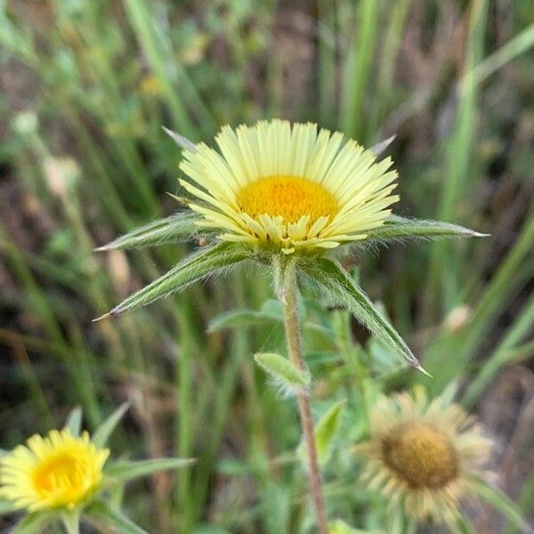 Pallenis spinosa ফুল