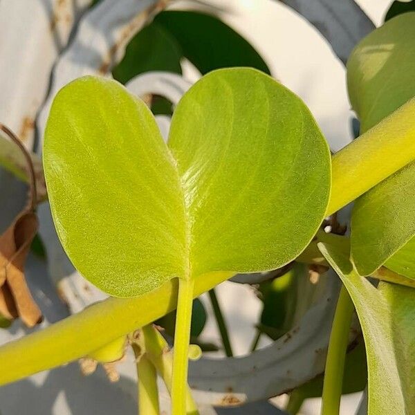 Ipomoea pes-caprae Leaf