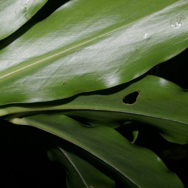 Costus wilsonii Leaf