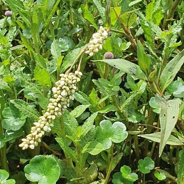 Persicaria decipiens Feuille