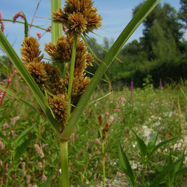 Cyperus capitatus Flower