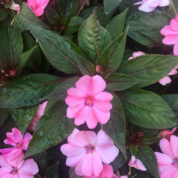 Impatiens walleriana Fuelha