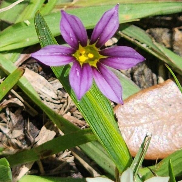 Sisyrinchium rosulatum Flower