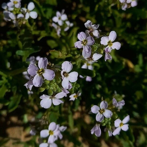 Cakile maritima Fleur