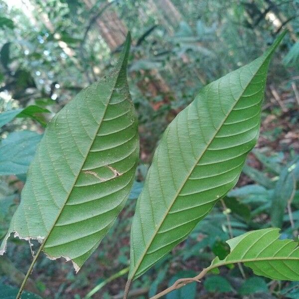 Minquartia guianensis Blatt