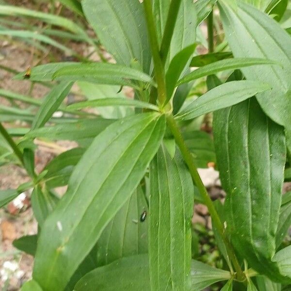 Saponaria officinalis 葉