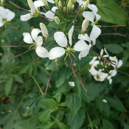 Cleome gynandra Flor