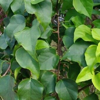 Bougainvillea spectabilis Blad