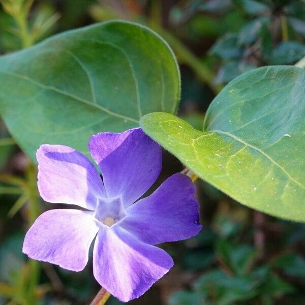 Vinca major Цветок