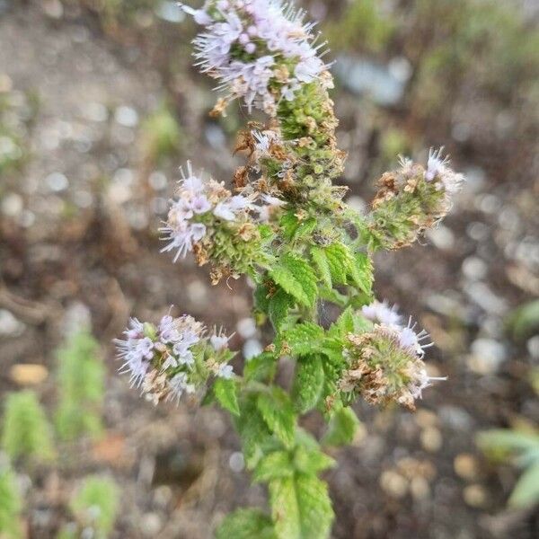 Mentha × rotundifolia Flor