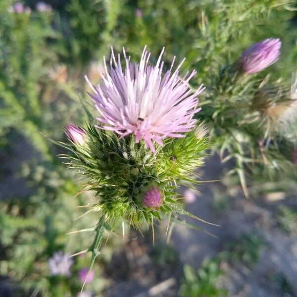 Carduus tenuiflorus Kwiat