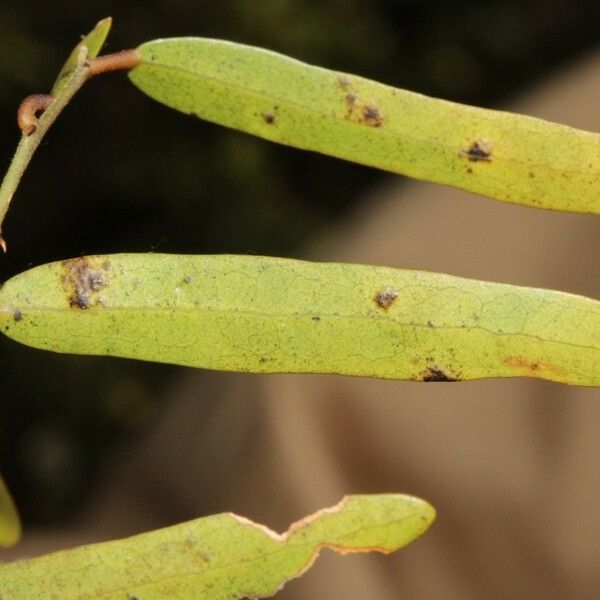 Capparis parvifolia 果實