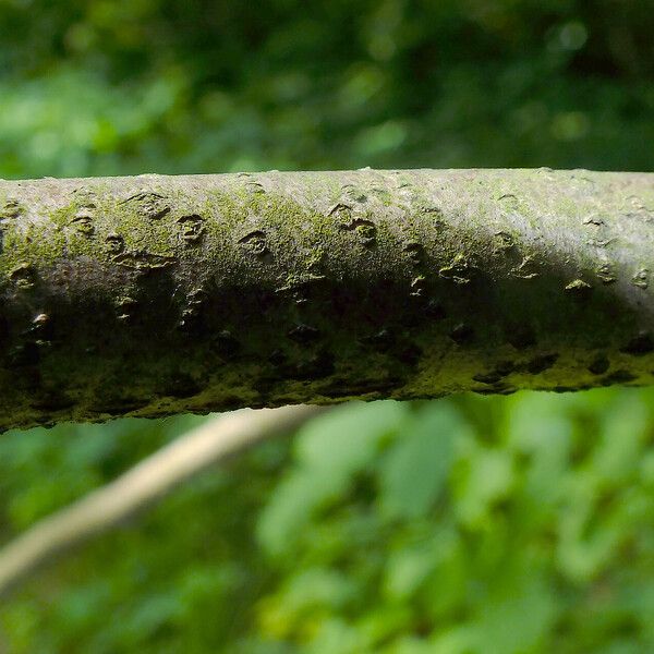 Ptelea trifoliata 樹皮