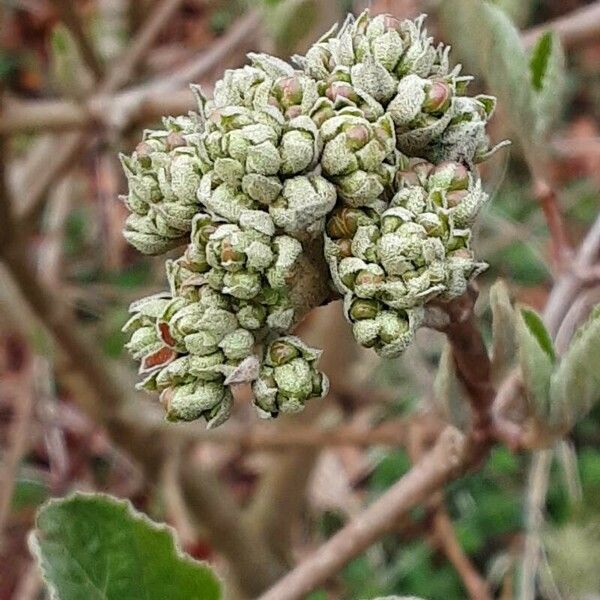 Viburnum lantana 花