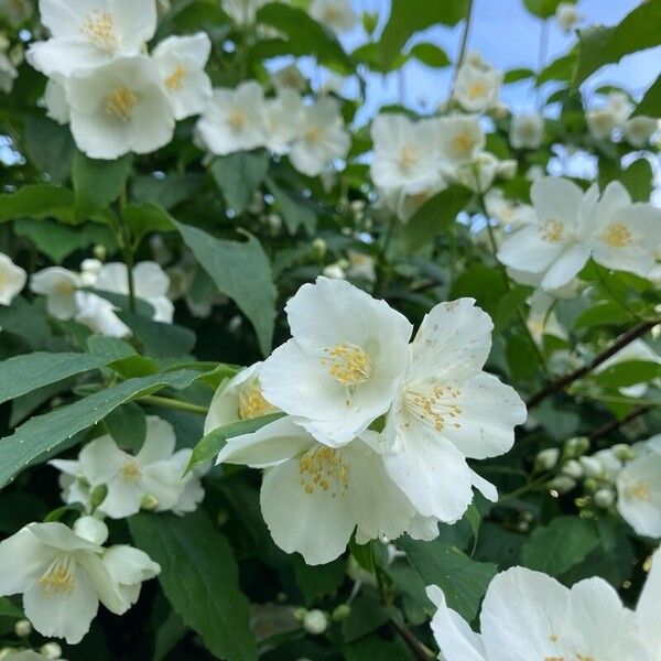 Philadelphus x virginalis Bloem