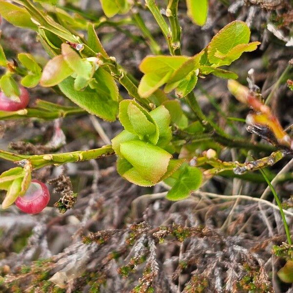 Vaccinium myrtillus Leaf