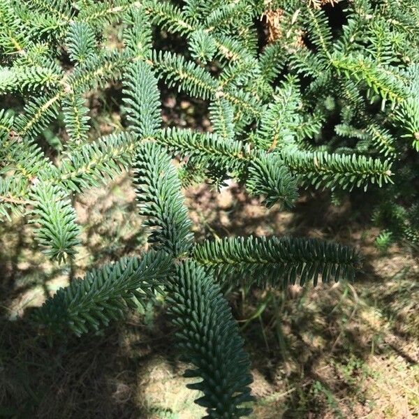 Abies pinsapo Levél