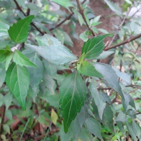 Orthosiphon aristatus Leaf