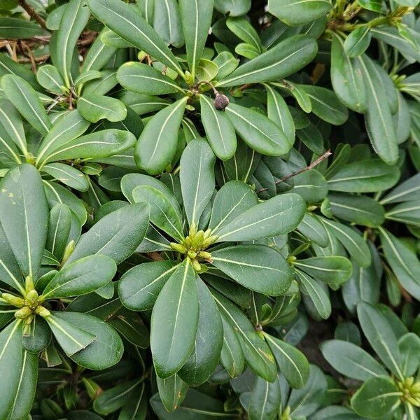 Pittosporum heterophyllum Lapas