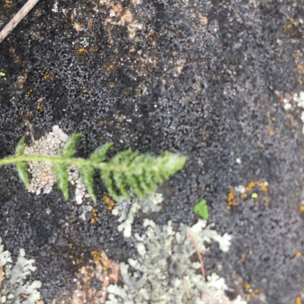 Woodsia ilvensis Blad