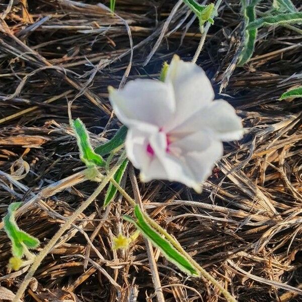 Ipomoea mombassana 花