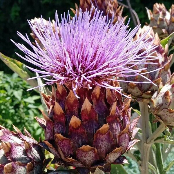 Cynara cardunculus Květ