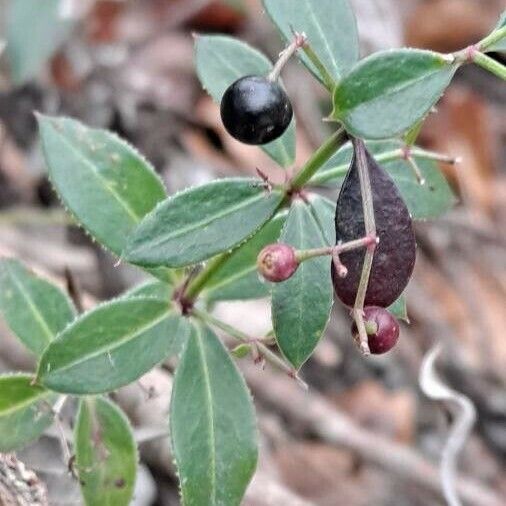 Rubia peregrina Fruto