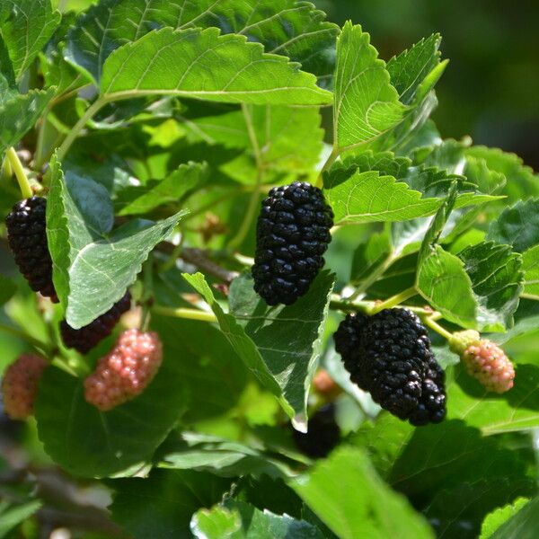 Morus nigra Flower