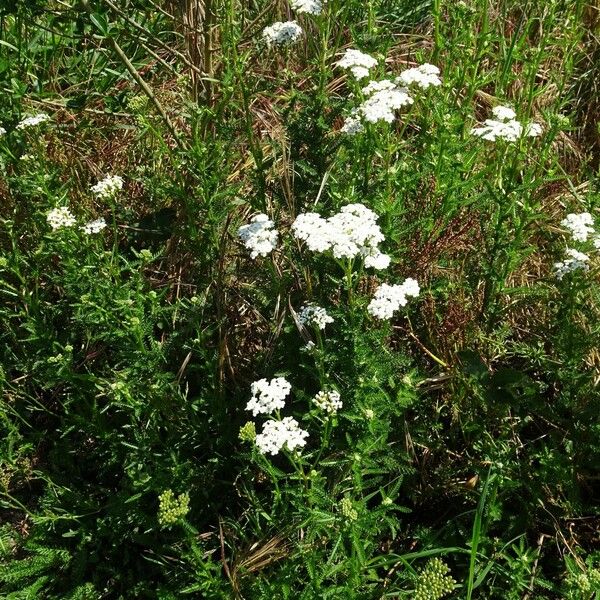 Achillea millefolium 整株植物