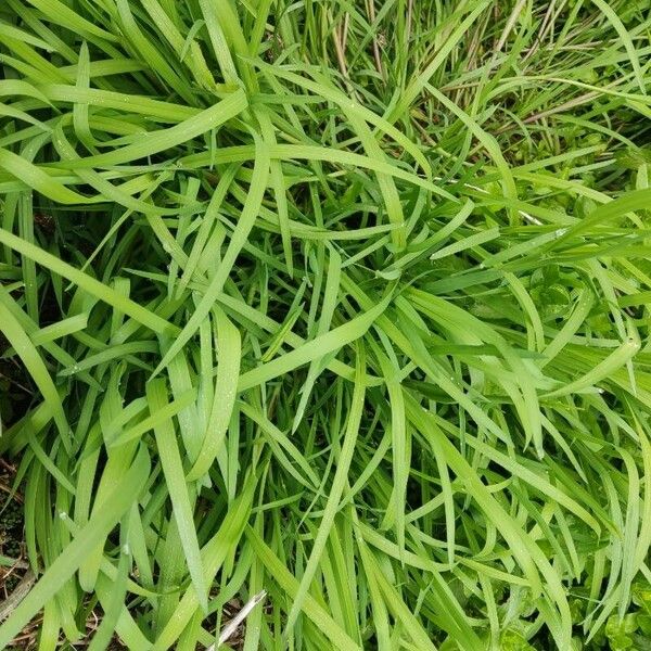 Leersia oryzoides Blatt