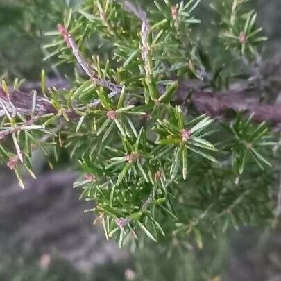 Erica arborea Leaf